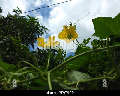 Nahaufnahme von leuchtend gelben Kürbisblüten, die an grünen, belaubten Ranken wachsen und sich einem teilweise bewölkten blauen Sommerhimmel im Freien entgegenstrecken Stockfoto
