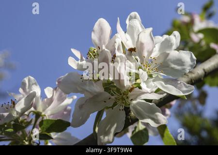 Große Blütenstände von weißen Blüten und rosa Blütenblättern eines blühenden Apfelbaums vor einem unscharfen blauen Himmelshintergrund. Nahaufnahme. Selektive Schärfentiefe. Natur konzipiert Stockfoto
