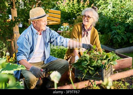 Glückliches Seniorenehepaar, das an einem sonnigen Tag zusammen im Garten arbeitet Stockfoto