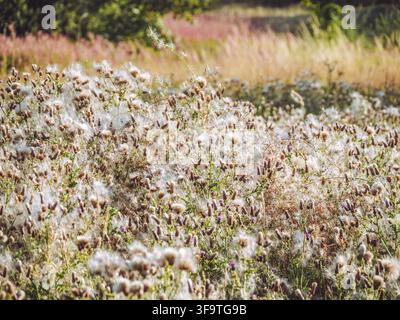 Eine Wiese, gefüllt mit kriechender Distel 'Cirsium arvense' im Samenstadium, bedeckt mit weißem, flauschigem Distelflaum Stockfoto