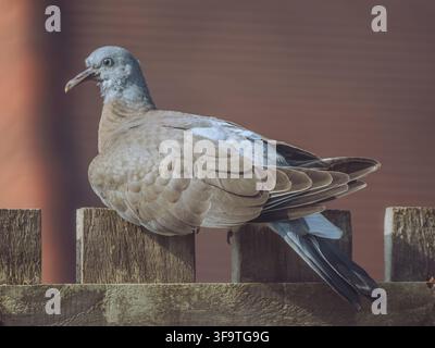 Ein jugendlicher Waldtaube 'Columba palumbus' sitzt auf einem Zaun Stockfoto