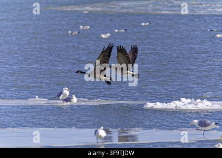 Paar Kanadagänse (Branta canadensis) im Flug Stockfoto