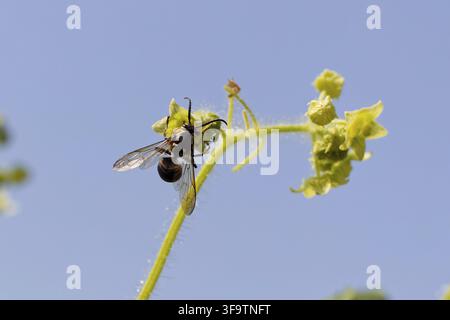 Kahlgesichtige Hornisse (Dolichovespula maculata) auf der Blume Wildgurke Stockfoto
