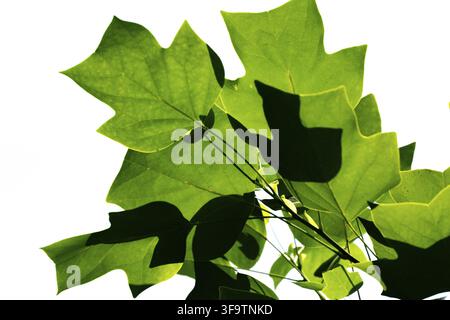 Junge Blätter des Tulpenbaums (Liriodendron tulipifera) werden Tulpenbaum, amerikanischer Tulpenbaum, Tulpenpappel, gelbe Pappel auf weißem Hintergrund genannt. Selec Stockfoto