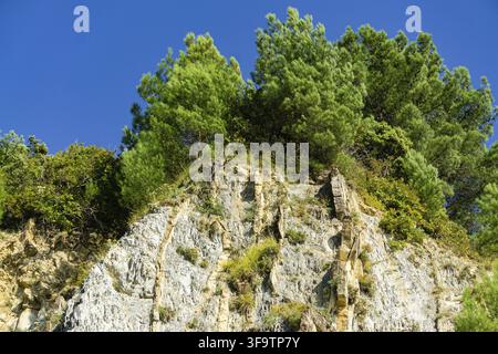 Natürliche Textur des Kaukasus an der felsigen Küste des Schwarzen Meeres in Olginka. Kiefern und Sträucher wachsen an steilen Felsabhängen. Steine und Felsfragmente Stockfoto