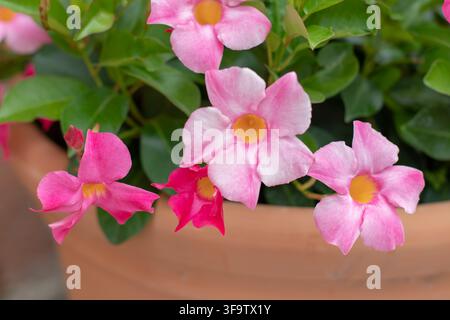 Nahaufnahme der zarten rosa Dipladenia, auch bekannt als Mandevilla, Brasilianischer Jasmin und Rocktrumpet, mit anmutigen Blüten, die über einem warmen Terrakotta hängen Stockfoto