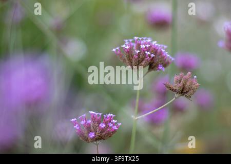 Luftige Blütenköpfe von Verbena bonariensis, auch bekannt als Purpur-Trauerflor, Hohe Verbene und Brasilianische Verbene, stehen vor einem sanft verschwommenen Gartenhintergrund Stockfoto