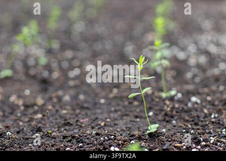 Reihen von jungem Linum usitatissimum, auch bekannt als Flachs, Gemeiner Flachs und Leinsamen, die auf einem bewirtschafteten Feld mit zurückgeworfenem Sonnenlicht und funkelndem Weichlicht wachsen Stockfoto