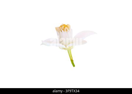 Seitenansicht einer weißen Orangenblüte, isoliert auf Weiß. Zitrusblüte, die mit Neroli-Essenzöl verbunden ist, das in der Parfümerie und feinen Düften weit verbreitet ist Stockfoto