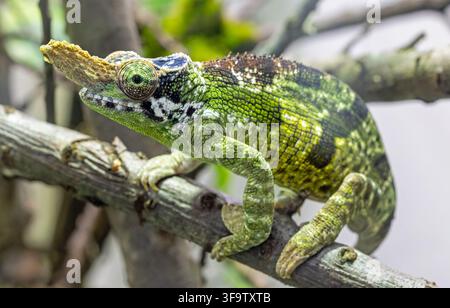 Nahaufnahme eines Vosseler'schneidhorn-Chamäleons (Kinyongia vosseleri) Stockfoto