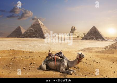 Ein Kamel von Gizeh vor der Sphinx und den Pyramiden, Ägypten Stockfoto