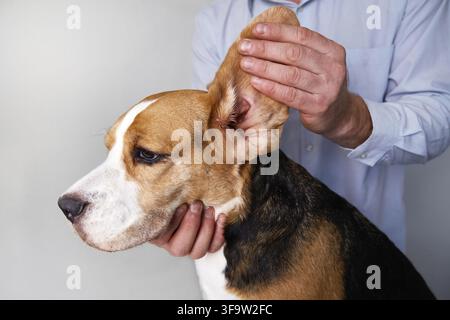 Ein Tierarzt überprüft die Ohren eines Beagle-Hundes. Haustierpflege. Untersuchung des Hundes in der Tierklinik Stockfoto