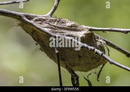 Der Kokon von Hyalophora cecropia, dem Cecropiafalter, ist der größte einheimische Falter Nordamerikas Stockfoto