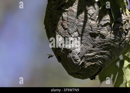 Die Glatzhornhaut (Dolichovespula maculata) nistet auf einem Baum im Park Stockfoto