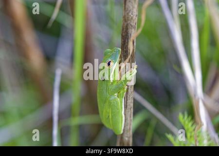 Der amerikanische Grünbaumfrosch (Dryophytes cinereus oder Hyla cinerea), der häufig in den zentralen und südöstlichen Vereinigten Staaten vorkommt, lebt in Op Stockfoto