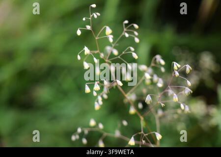 Ein zarter weißer Wildblütenzweig mit winzigen glockenförmigen Blüten vor einem verschwommenen grünen Waldhintergrund, der eine friedliche Naturszene schafft Stockfoto