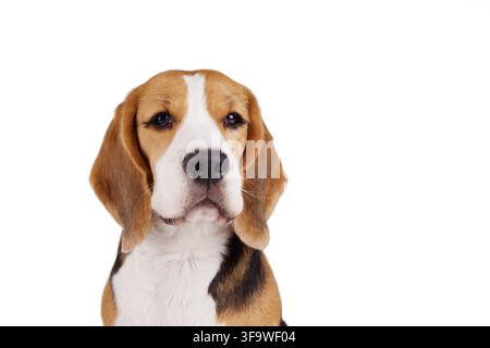 Porträt eines Beagles auf weißem isoliertem Hintergrund. Kopierraum Stockfoto