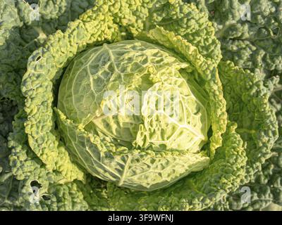 Savoykohl gedeiht im Bio-Garten, seine strukturierten grünen Blätter wachsen natürlich vor der Ernte. Nachhaltig angebaut, ist es nährstoffreich ein Stockfoto
