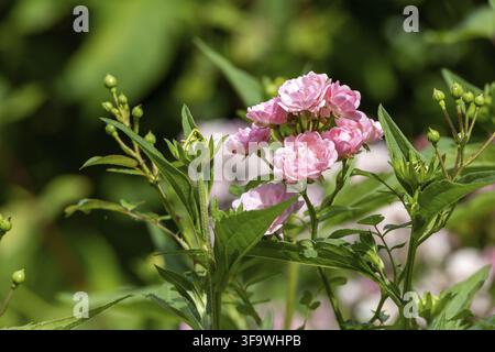 Zarte rosa Rosen an einem Strauch Stockfoto