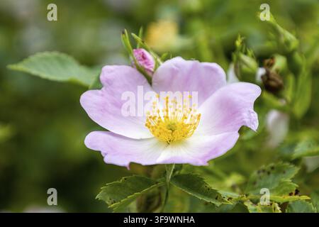 Nahaufnahme einer bunten Rosa Canina-Blüte mit rosa Blütenblättern und Blüten, die im Garten wachsen Stockfoto