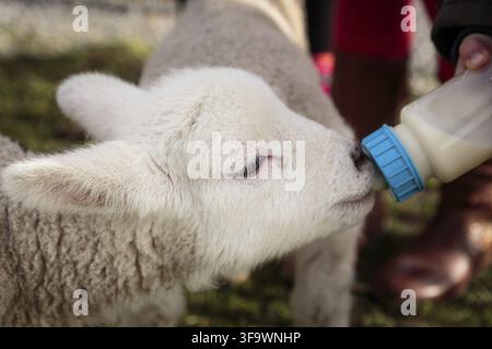 Kleines Lamm wird in einer Flasche aus Milch gefüttert Stockfoto