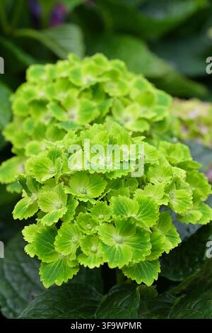 Prächtige Blüten der smaragdgrünen Hydrangea macrophylla-Sorte Stockfoto