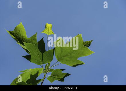 Junge Frühlingsblätter der Tulpenbaumart (Liriodendron tulipifera) vor blauem wolkenlosem Himmel. Selektive Fokussierung. Nahaufnahme. Der Tulpenbaum wird amerikanische Tulpe genannt Stockfoto