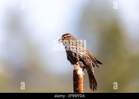 Weibliche Rotflügel-Schwarzmühle, die mit offenem Schnabel im natürlichen Licht auf der Spitze eines braunen Rohrkolben stehen. Stockfoto