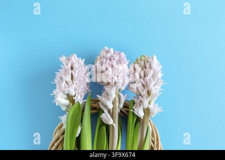 Drei Hyazinthen auf hellblauem Hintergrund mit Platz für Text. Frohe Ostern. Stockfoto