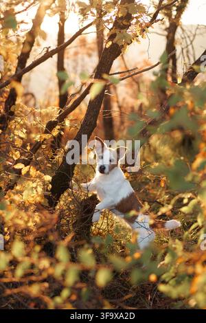 Jack Russell Terrier posiert zwischen bunten Blättern in einem sonnendurchfluteten Wald. Warme Töne und vertikale Bildkomposition schaffen ein malerisches saisonales Haustierporträt Stockfoto