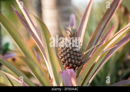 Reife Miniatur-Tropen-Ananas-Frucht, die an einer Palmenbaum auf einer landwirtschaftlichen Farm in Thailand wächst. Stockfoto