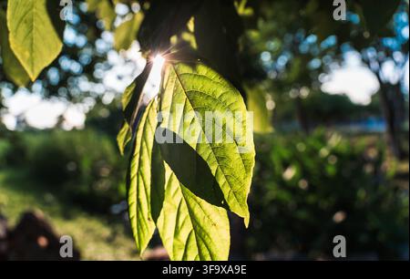 Frangipani-Blätter mit der Sonne, die hindurchscheint Stockfoto