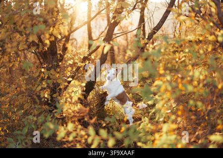Jack-Russell-Terrier taucht zwischen dichtem goldenem Laub in einer warmen Waldszene auf. Saisonale Farben und natürliche Einrahmung schaffen eine gemütliche Herbstatmosphäre im Freien Stockfoto