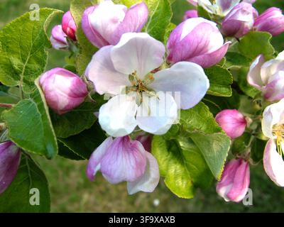 Apfenblüten in Nahaufnahme Stockfoto