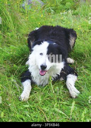 Border Collie liegt auf dem Gras Stockfoto