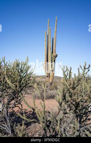 Hoher Saguaro-Kaktus in der Wüste Arizonas Stockfoto