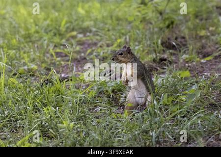 Das Fuchshörnchen (Sciurus niger), auch bekannt als das östliche Fuchshörnchen oder Bryant's Fuchshörnchen Stockfoto