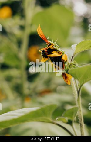 Bumblebee sammelt Pollen von einer jungen Sonnenblume Stockfoto