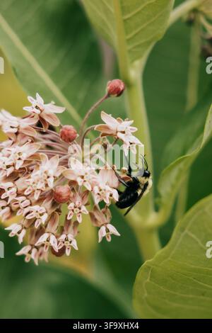 Bumblebee bestäubt einen Büschel Wolfsmilchblüten Stockfoto