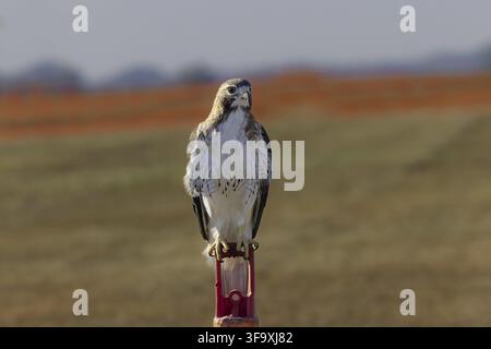 Der Rotschwanzfalke (Buteo jamaicensis), der auf dem Flughafenfeld sitzt Stockfoto