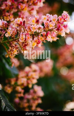 Zarte rosa Rosskastanienbaumblüten Stockfoto