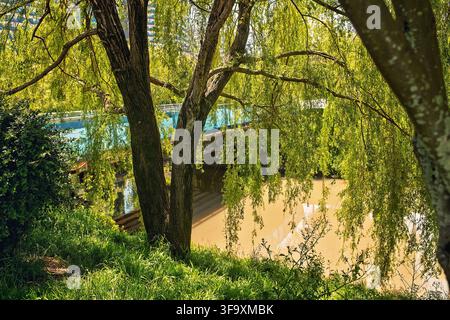 Grünbewachene Uferböschung mit Weidenzweigen, die über schlammiges Flusswasser hängen, Hintergrund Brücke, grüner Park, Sonnenlicht. Stockfoto