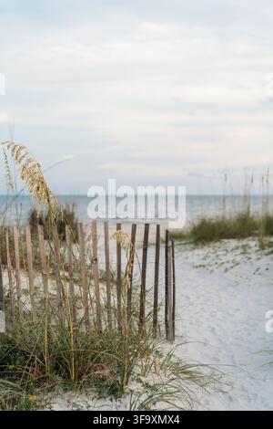 Meerfenchel und ein Holzzaun auf einem sandigen Strandweg Stockfoto