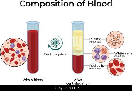 Zusammensetzung von Blut, das Plasma, rote Blutkörperchen und weiße Blutkörperchen nach der Zentrifugation zeigt Stock Vektor