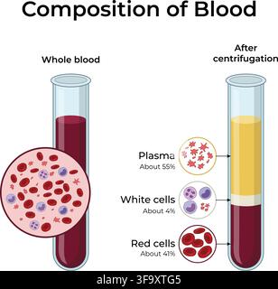 Zusammensetzung von Blut, das Plasma, rote Blutkörperchen und weiße Blutkörperchen nach der Zentrifugation zeigt Stock Vektor
