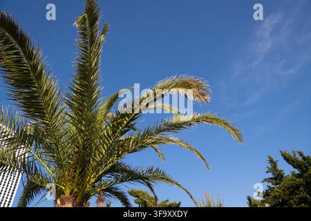 Palmenwedel mit einem strukturierten Stamm, der sich gegen einen klaren blauen Himmel erhebt, umgeben von anderem grünen Laub unter hellem Sonnenlicht, symbolisch für tropisch Stockfoto