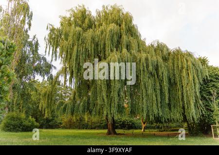 Majestätischer Trauerweidenbaum mit kaskadierenden grünen Blättern in einem üppigen Garten im Sommer, der natürlichen Schatten und eine ruhige Atmosphäre bietet Stockfoto