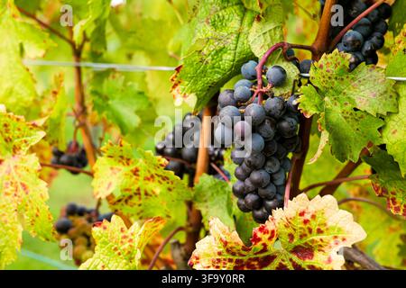 Reife dunkle Trauben hängen an der Rebe in einem Weinberg und veranschaulichen die natürliche Reifungsphase im umweltfreundlichen Weinbau. Stockfoto
