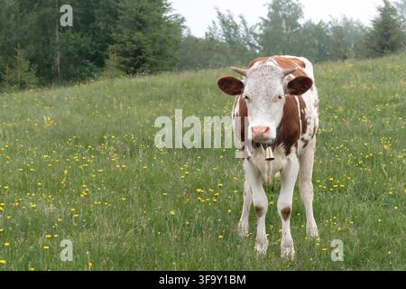Braune und weiße Kuh steht an einem Sommertag auf einer Wildblumenwiese. Stockfoto