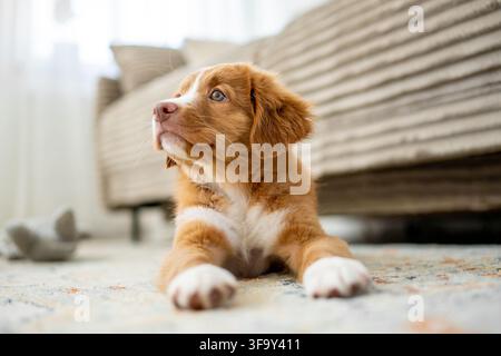 Toller Retriever-Welpe liegt auf dem Wohnzimmerboden Stockfoto